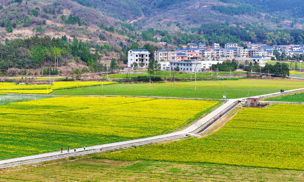 油菜花  春光  乐享  周末