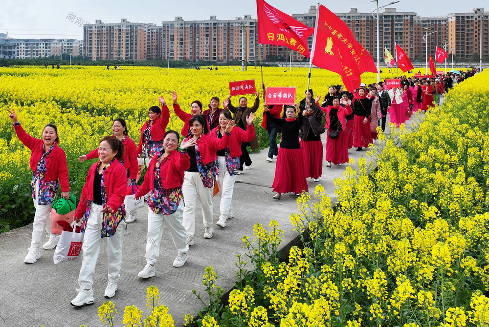 油菜花开游人来