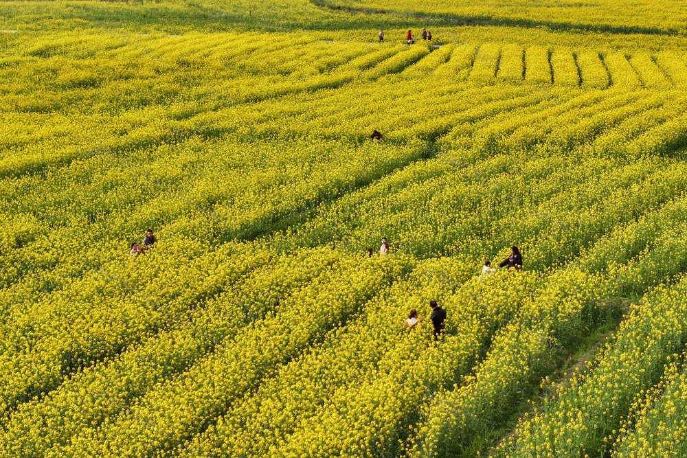 油菜花 花海 游客 春光 赏花