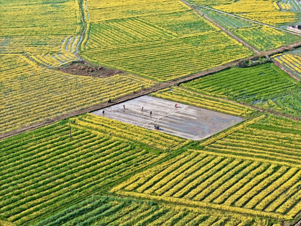 春天  花开  农事  育秧  油菜