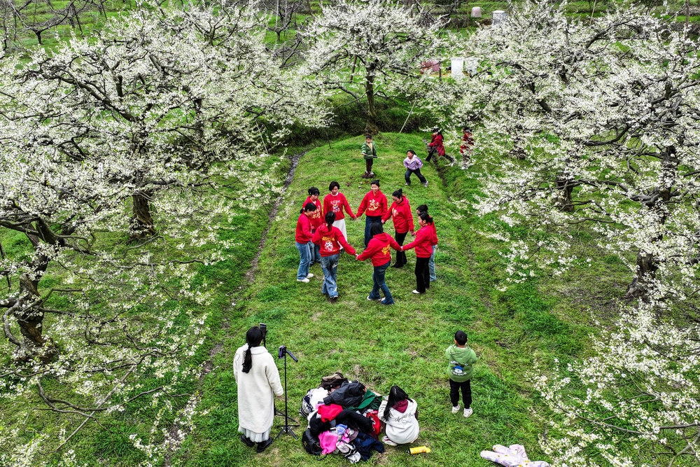 梨花 花海 游客 春光 赏花