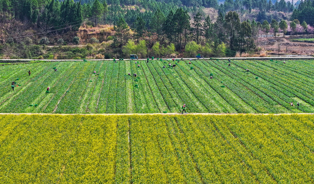 蔬菜  采收  油菜花  农事