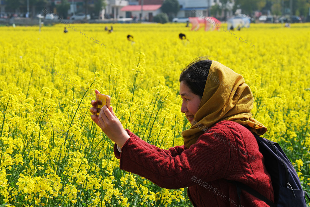隆平稻作公园，油菜花，竞相绽放