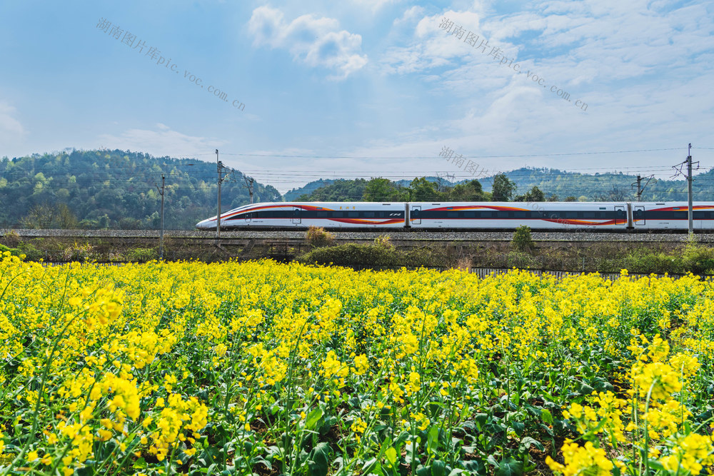 春天  高铁  油菜 