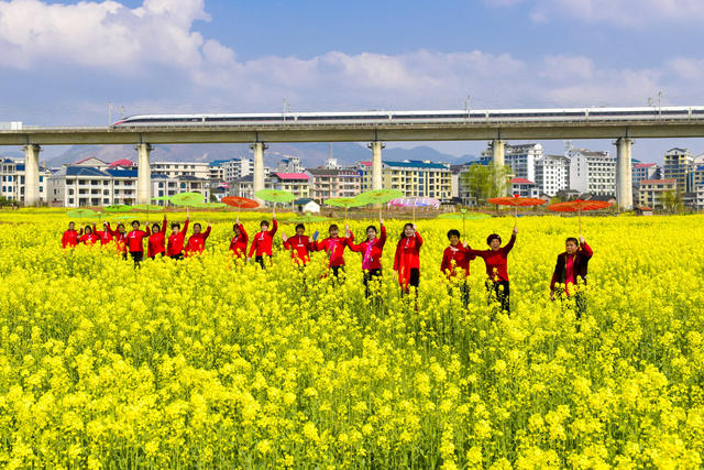 油菜花   高铁动车