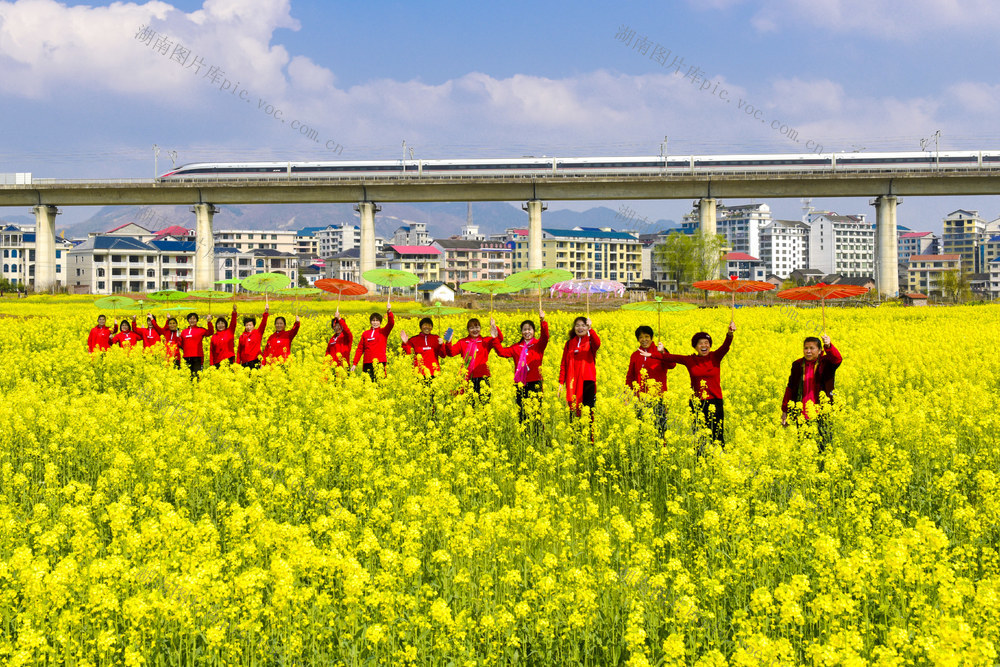 油菜花   高铁动车