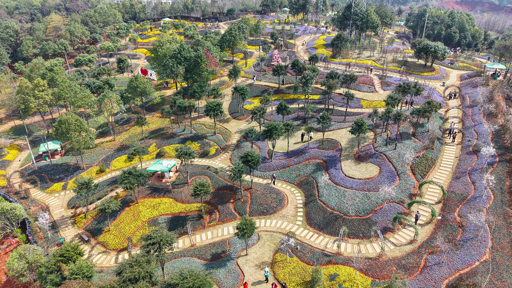 三色堇  花海  花经济  农文旅  赏花