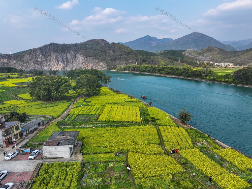 油菜花
观光
江华