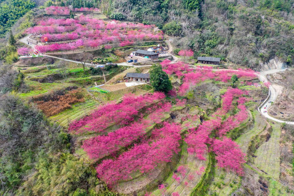 春天 樱花 踏春