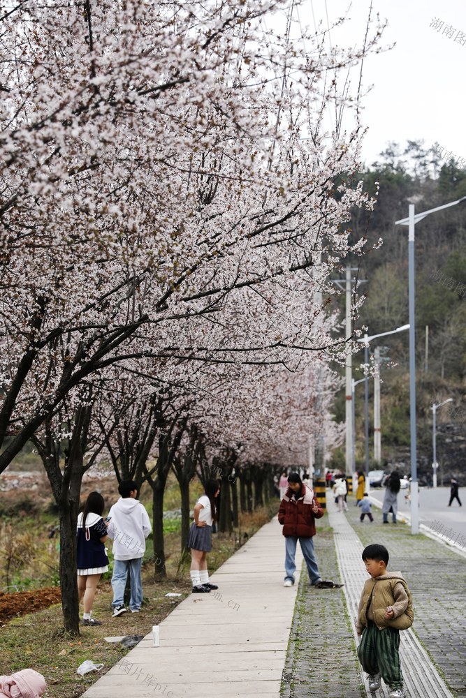 凤凰  游客服务中心 樱花盛开 春色四溢  市民  游客 踏青赏花  乐享春光 