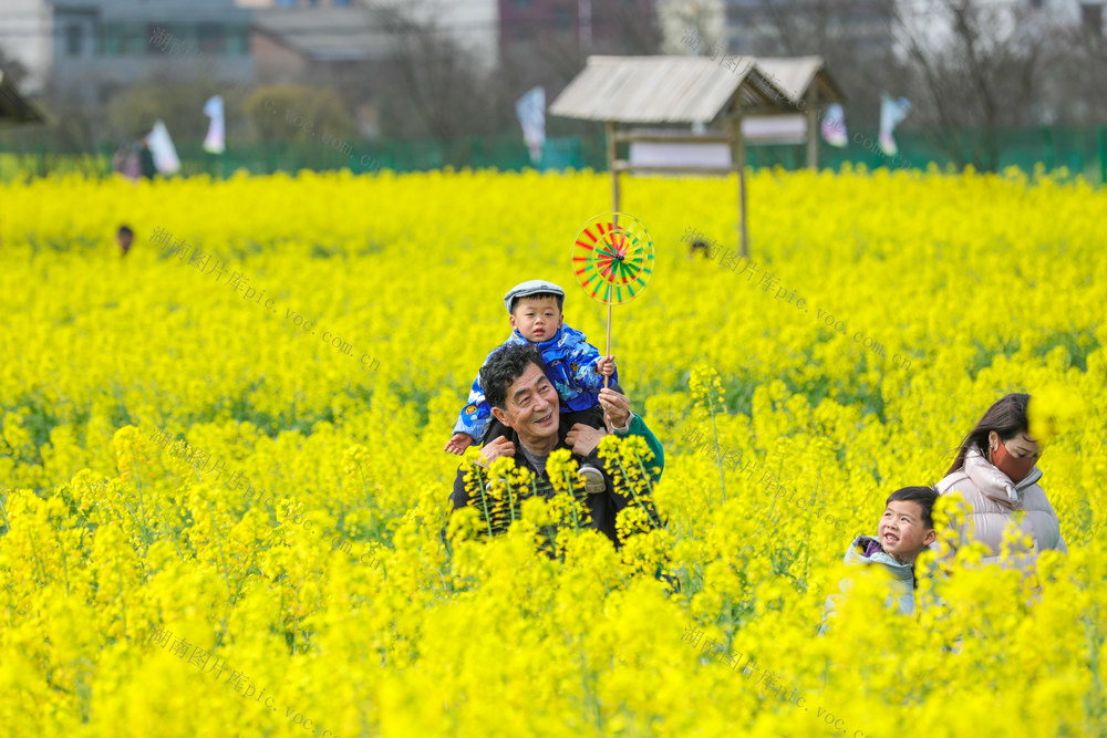 踏青 赏花 乐享 春光 油菜花