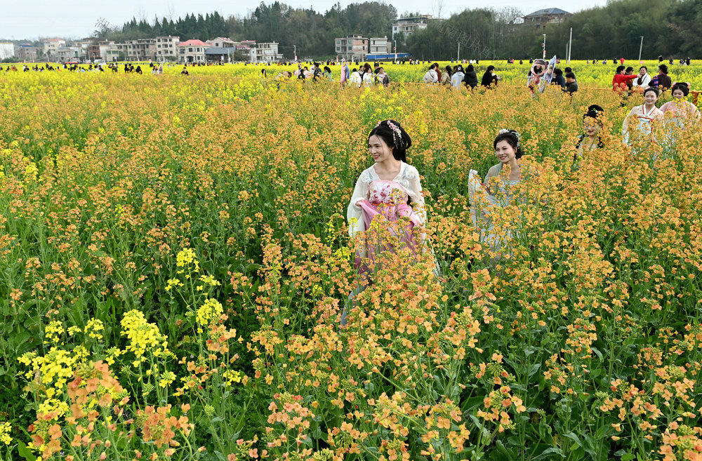 油菜花 花 乡村游 旅游 农旅融合 农村 田间 游客 春天 大自然