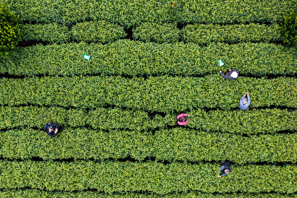 茶叶 春天  湘西   市场 茶农  农业