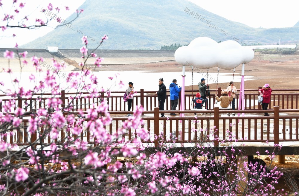 紫荆花开春意浓