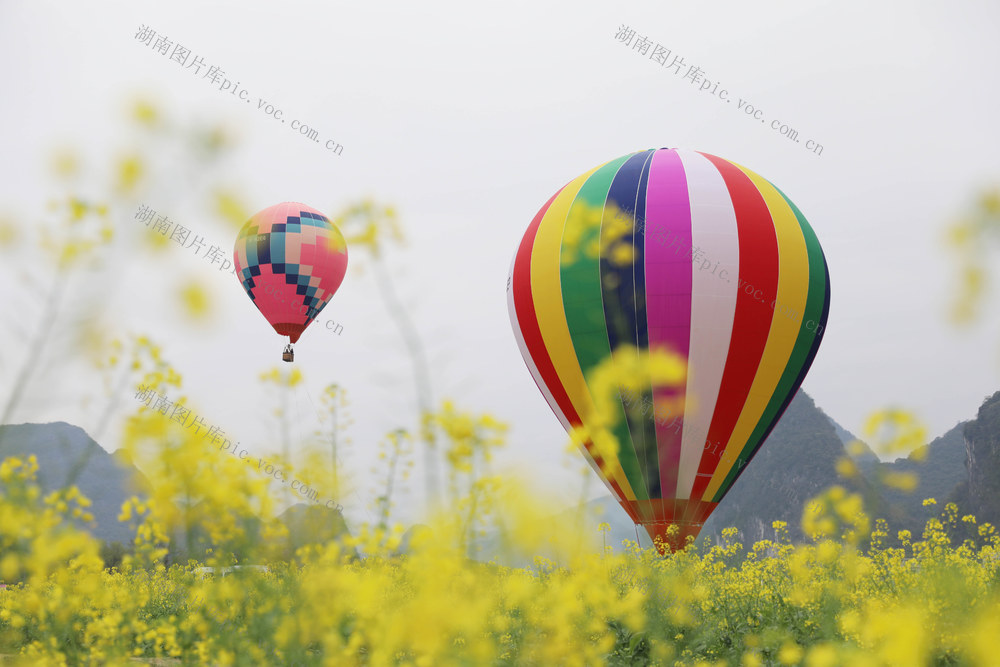 热气球 油菜花 旅游