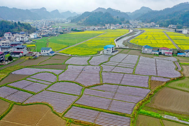 湖南，龙山，春日，大地，银装，地膜，农作物，鸟瞰
