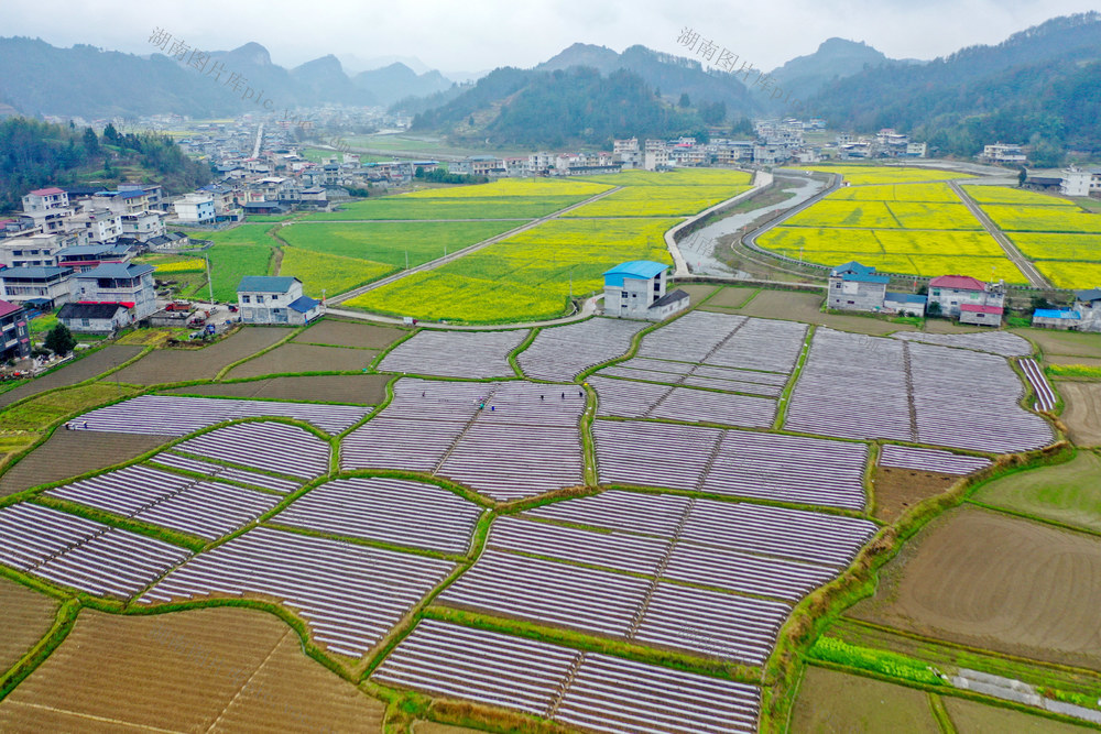 湖南，龙山，春日，大地，银装，地膜，农作物，鸟瞰
