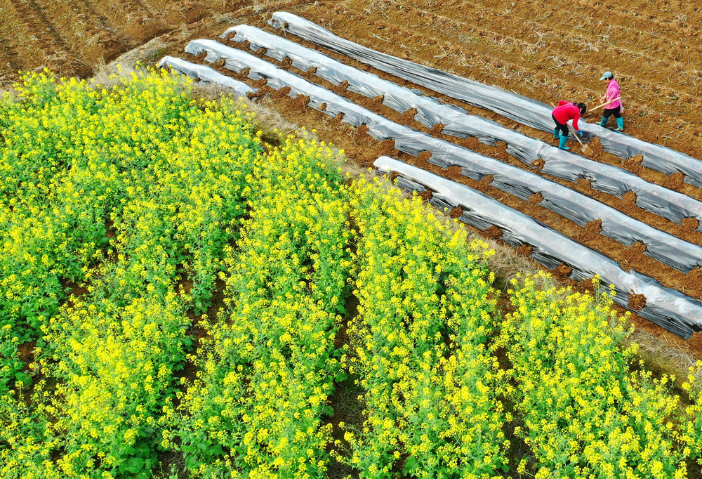 嘉禾：乡村劳作忙