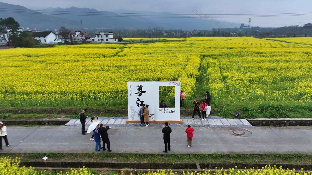 蓼江  油菜花节  旅游