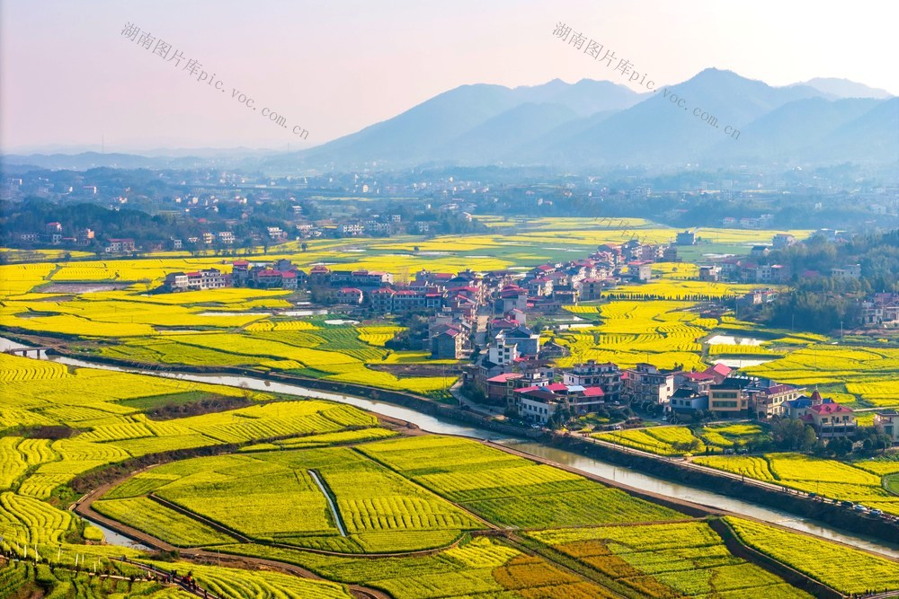 文旅  产业  油菜花  春天  乡村振兴