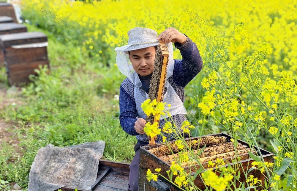 湖南  常宁  蜂农  放蜂割蜜