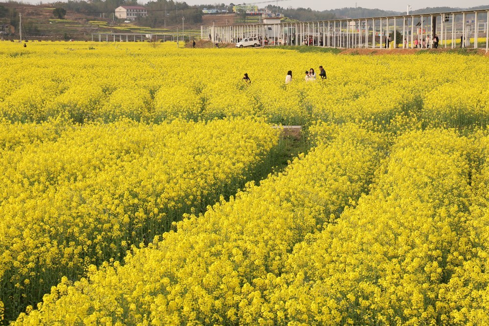 油菜花 旅游文化节