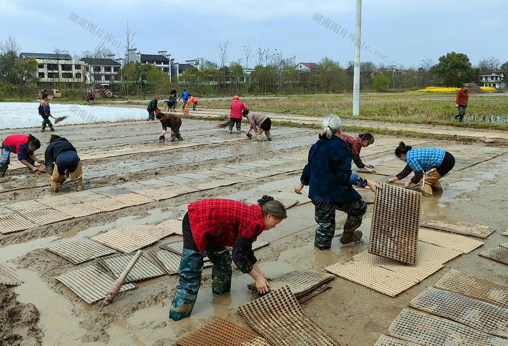 集中育秧 热火朝天