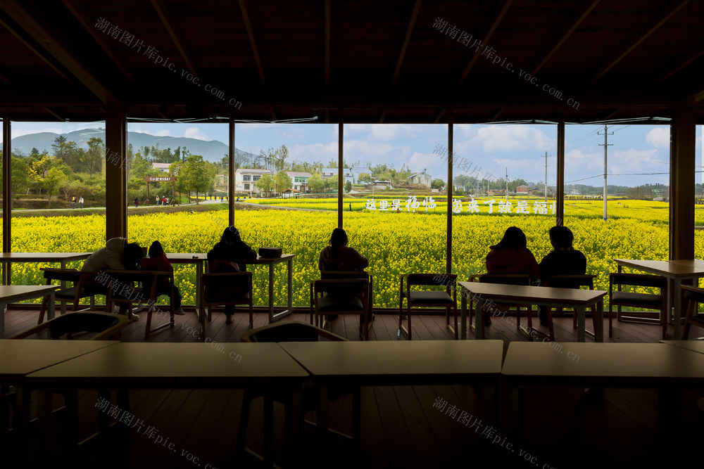 春天，油菜花，旅游