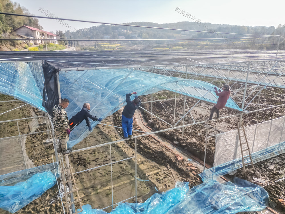 育秧大棚  覆盖农膜