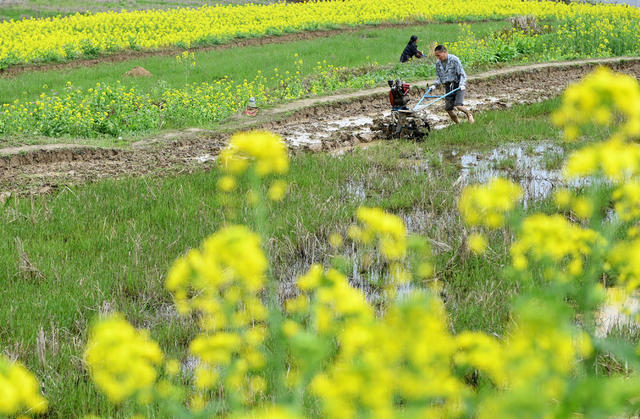 春耕，农田，翻耕，农时，农村，农业，粮食生产，水田，农作物，早稻，农民