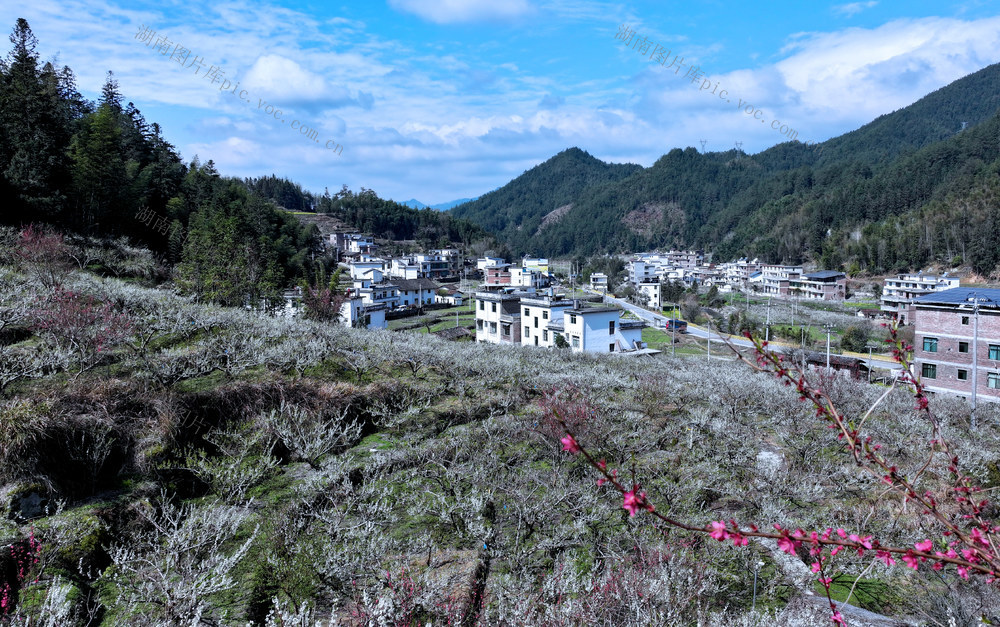 湖南桂东 产业 靓 乡村 美 黄金奈李 万瓒果园