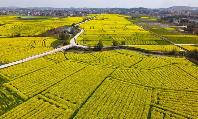油菜花  农旅  乡村  增收  游玩