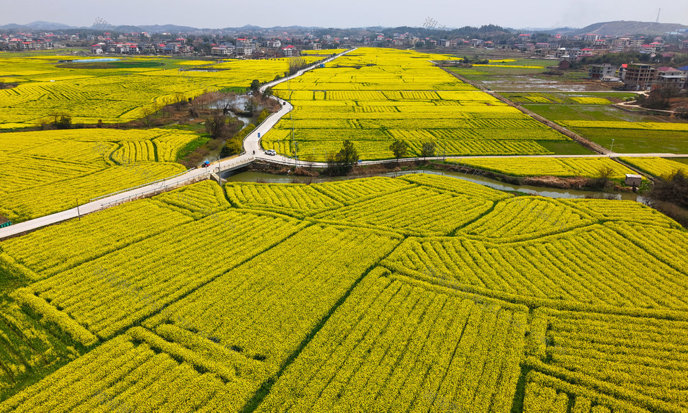 油菜花  农旅  乡村  增收  游玩