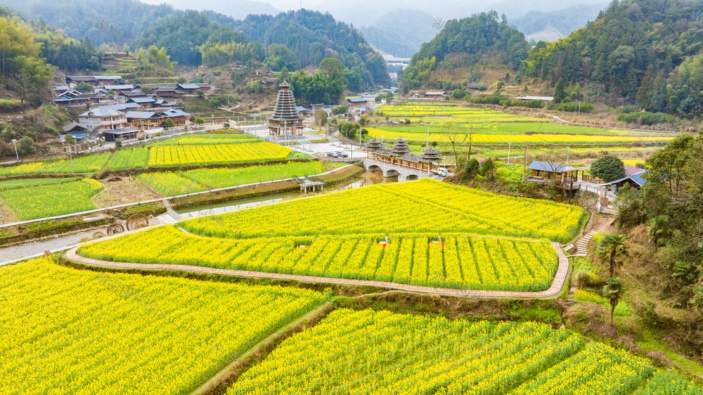 乡村  春天  油菜花  美丽乡村