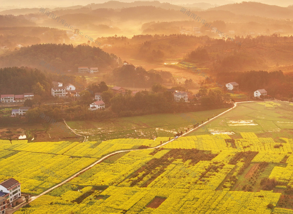 油菜花 春意 春光 美景 乡村