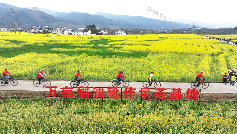 湖南,,郴州,,资兴市,,蓼江镇,,万亩稻田轮作示范基地,,油菜花,,春日图景,,烂漫春光,,游客,,踏青,,