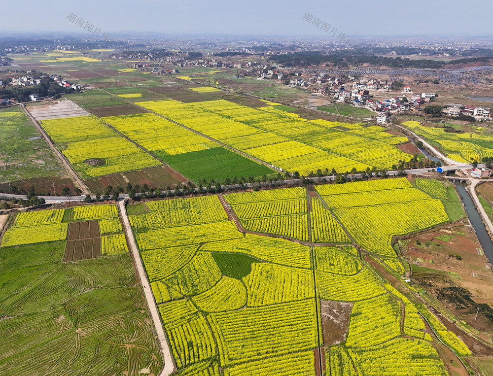 油菜花  花海  风景  旅游  景色  春天  画卷