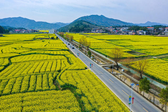 油菜花 航拍 衡阳县