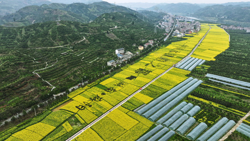 春色美  油菜花开  冰糖橙之都