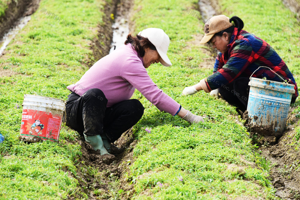 特色农业  稻药轮作  元胡  除草  施肥