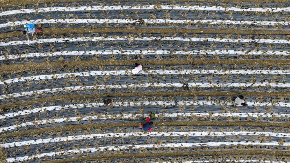 东安 紫溪  种植