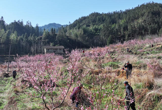 湖南桂东 桃农 桃花 桃园管理