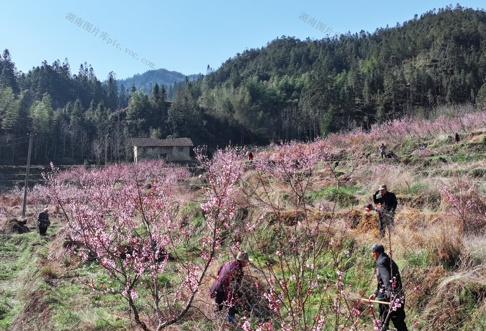 湖南桂东 桃农 桃花 桃园管理