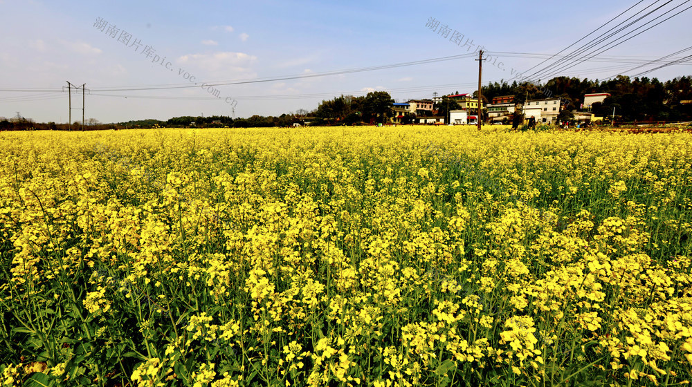 赏油菜花