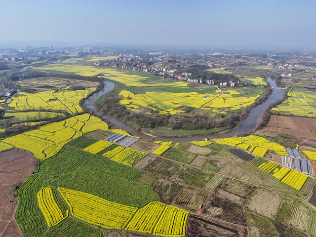 油菜花  花海  春天  风景  旅游  自然  乡村