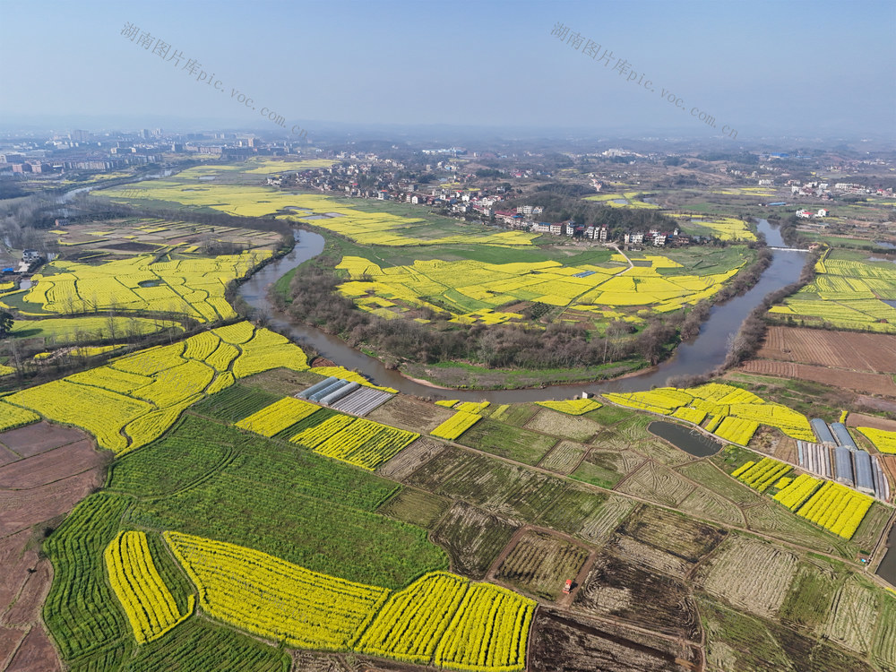 油菜花  花海  春天  风景  旅游  自然  乡村