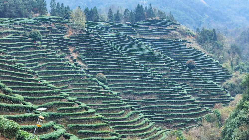 茶叶、春茶、农业、产业、乡村振兴