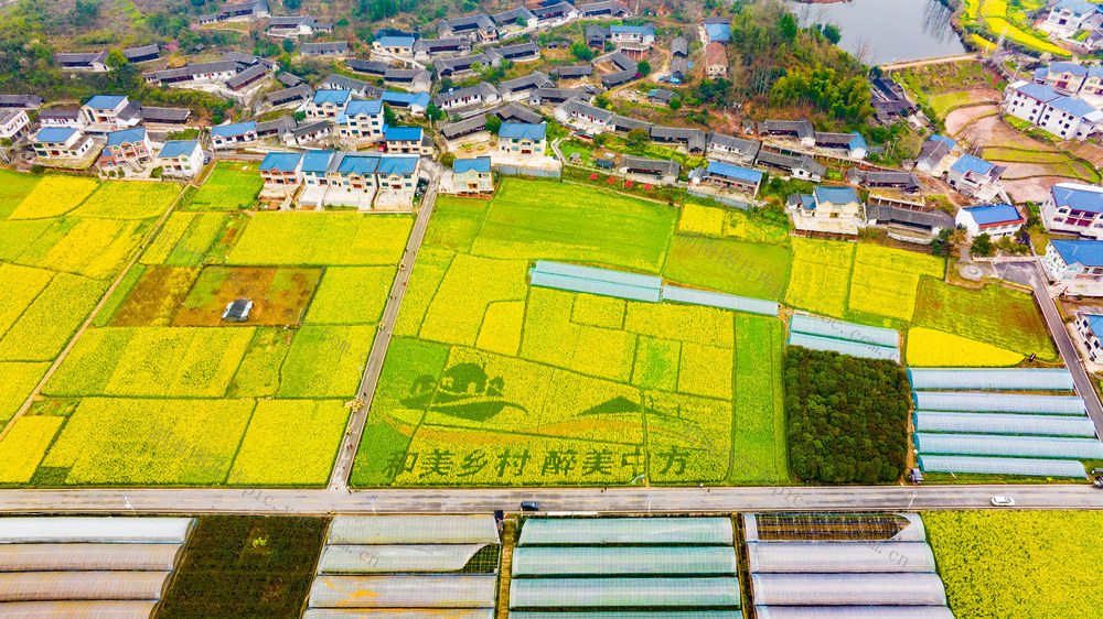 乡村  春天  油菜花  稻田艺术  怀化中方