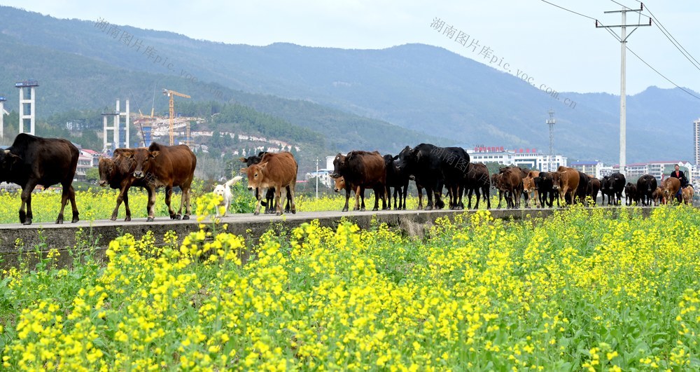 春天里的中国  ——双牌县观文口村村民赶着黄牛奔小康
