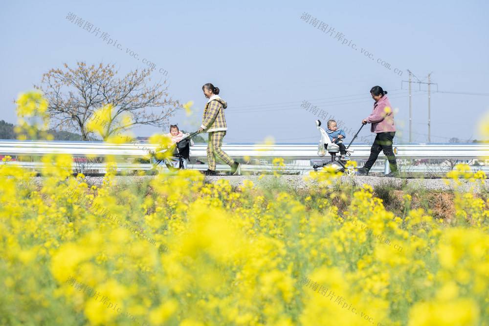 春日 春色 踏青 赏花 气温